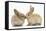 Young Sandy Rabbits Kissing-Mark Taylor-Framed Stretched Canvas