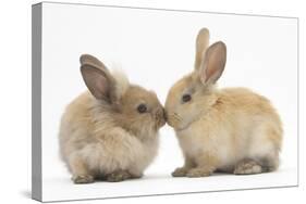 Young Sandy Rabbits Kissing-Mark Taylor-Stretched Canvas