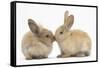 Young Sandy Rabbits Kissing-Mark Taylor-Framed Stretched Canvas