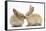 Young Sandy Rabbits Kissing-Mark Taylor-Framed Stretched Canvas