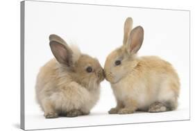 Young Sandy Rabbits Kissing-Mark Taylor-Stretched Canvas