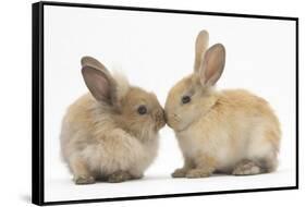 Young Sandy Rabbits Kissing-Mark Taylor-Framed Stretched Canvas