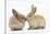 Young Sandy Rabbits Kissing-Mark Taylor-Stretched Canvas