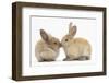 Young Sandy Rabbits Kissing-Mark Taylor-Framed Photographic Print