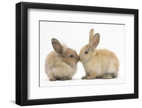 Young Sandy Rabbits Kissing-Mark Taylor-Framed Photographic Print