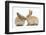 Young Sandy Rabbits Kissing-Mark Taylor-Framed Photographic Print