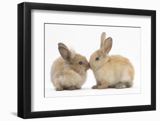 Young Sandy Rabbits Kissing-Mark Taylor-Framed Photographic Print