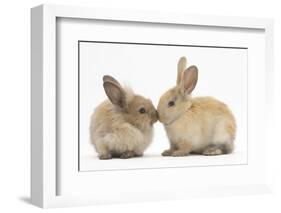 Young Sandy Rabbits Kissing-Mark Taylor-Framed Photographic Print