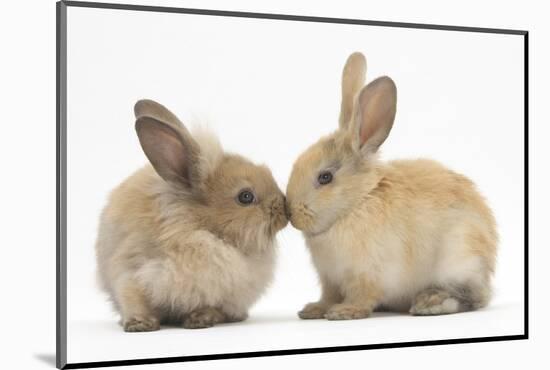 Young Sandy Rabbits Kissing-Mark Taylor-Mounted Photographic Print