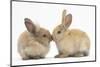Young Sandy Rabbits Kissing-Mark Taylor-Mounted Photographic Print