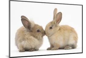 Young Sandy Rabbits Kissing-Mark Taylor-Mounted Photographic Print