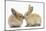 Young Sandy Rabbits Kissing-Mark Taylor-Mounted Photographic Print