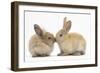 Young Sandy Rabbits Kissing-Mark Taylor-Framed Photographic Print