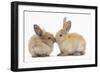 Young Sandy Rabbits Kissing-Mark Taylor-Framed Photographic Print