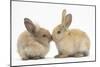 Young Sandy Rabbits Kissing-Mark Taylor-Mounted Photographic Print