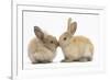 Young Sandy Rabbits Kissing-Mark Taylor-Framed Photographic Print