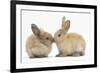 Young Sandy Rabbits Kissing-Mark Taylor-Framed Photographic Print