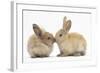 Young Sandy Rabbits Kissing-Mark Taylor-Framed Photographic Print