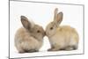 'Young Sandy Rabbits Kissing' Photographic Print - Mark Taylor ...
