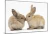 Young Sandy Rabbits Kissing-Mark Taylor-Mounted Photographic Print