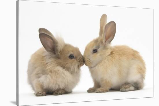 Young Sandy Rabbits Kissing-Mark Taylor-Stretched Canvas