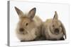 Young Sandy Rabbits-Mark Taylor-Stretched Canvas