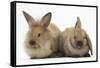 Young Sandy Rabbits-Mark Taylor-Framed Stretched Canvas