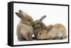 Young Sandy Rabbits-Mark Taylor-Framed Stretched Canvas