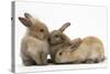 Young Sandy Rabbits-Mark Taylor-Stretched Canvas