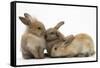 Young Sandy Rabbits-Mark Taylor-Framed Stretched Canvas