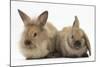 Young Sandy Rabbits-Mark Taylor-Mounted Photographic Print