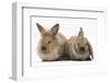 Young Sandy Rabbits-Mark Taylor-Framed Photographic Print