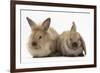 Young Sandy Rabbits-Mark Taylor-Framed Photographic Print