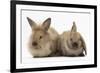 Young Sandy Rabbits-Mark Taylor-Framed Photographic Print