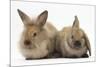 Young Sandy Rabbits-Mark Taylor-Mounted Photographic Print