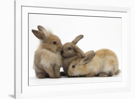 Young Sandy Rabbits-Mark Taylor-Framed Photographic Print