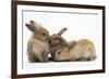 Young Sandy Rabbits-Mark Taylor-Framed Photographic Print