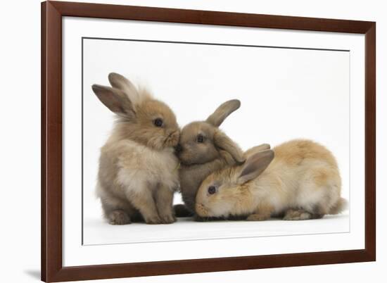 Young Sandy Rabbits-Mark Taylor-Framed Photographic Print