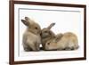Young Sandy Rabbits-Mark Taylor-Framed Photographic Print