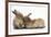 Young Sandy Rabbits-Mark Taylor-Framed Photographic Print