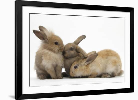 Young Sandy Rabbits-Mark Taylor-Framed Photographic Print