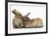 Young Sandy Rabbits-Mark Taylor-Framed Photographic Print