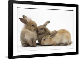 Young Sandy Rabbits-Mark Taylor-Framed Photographic Print