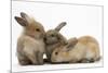 Young Sandy Rabbits-Mark Taylor-Mounted Photographic Print