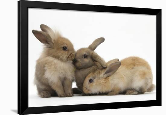 Young Sandy Rabbits-Mark Taylor-Framed Photographic Print