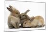 Young Sandy Rabbits-Mark Taylor-Mounted Photographic Print