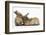 Young Sandy Rabbits-Mark Taylor-Framed Photographic Print