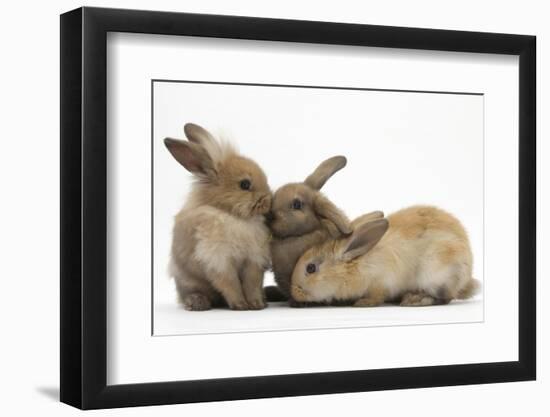 Young Sandy Rabbits-Mark Taylor-Framed Photographic Print