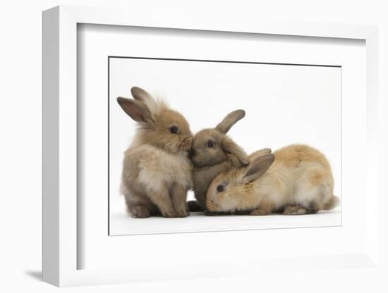 Young Sandy Rabbits-Mark Taylor-Framed Photographic Print