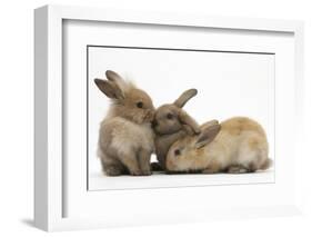 Young Sandy Rabbits-Mark Taylor-Framed Photographic Print